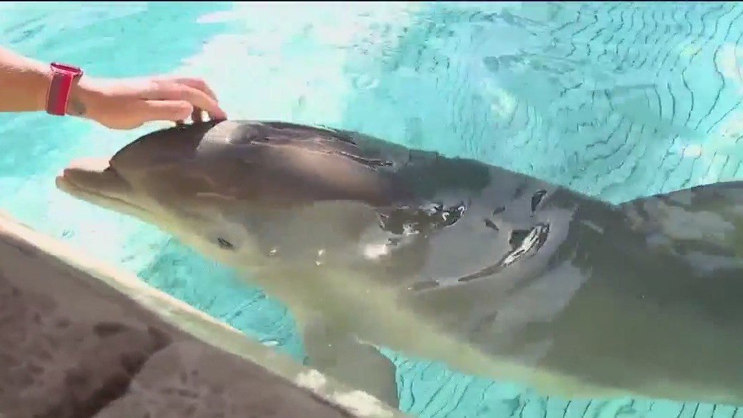 Orphaned baby dolphin is thriving at SeaWorld Orlando